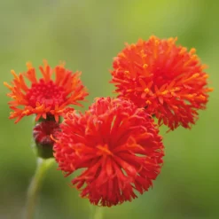 Manufactum Blumensamen Seltene einjährige Blumen Best