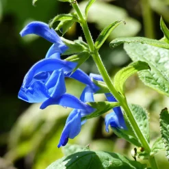 Manufactum Blumensamen Seltene einjährige Blumen Best