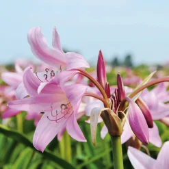 Nijssen Tuin & Bulbs Blumenzwiebeln Hakenlilie Online