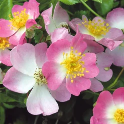 Rosenhof Schultheis Bodendeckerrose 'Rosa Sternenflor'