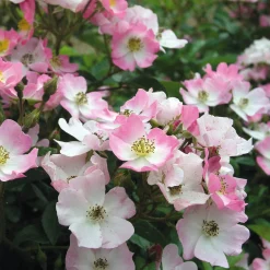 Rosenhof Schultheis Bodendeckerrose 'Rosa Sternenflor'