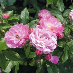 Rosenhof Schultheis Bodendeckerrose 'Souvenir de Greuville' Outlet