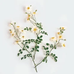 Rosenhof Schultheis Bodendeckerrose 'Sternenflor' Hot