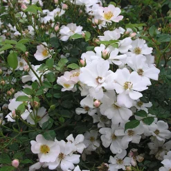 Rosenhof Schultheis Bodendeckerrose 'Sternenflor' Hot