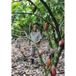 Bonnat Cacao real del Xoconuzco Discount