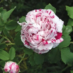 Rosenhof Schultheis Bourbonrose 'Variegata di Bologna' Online
