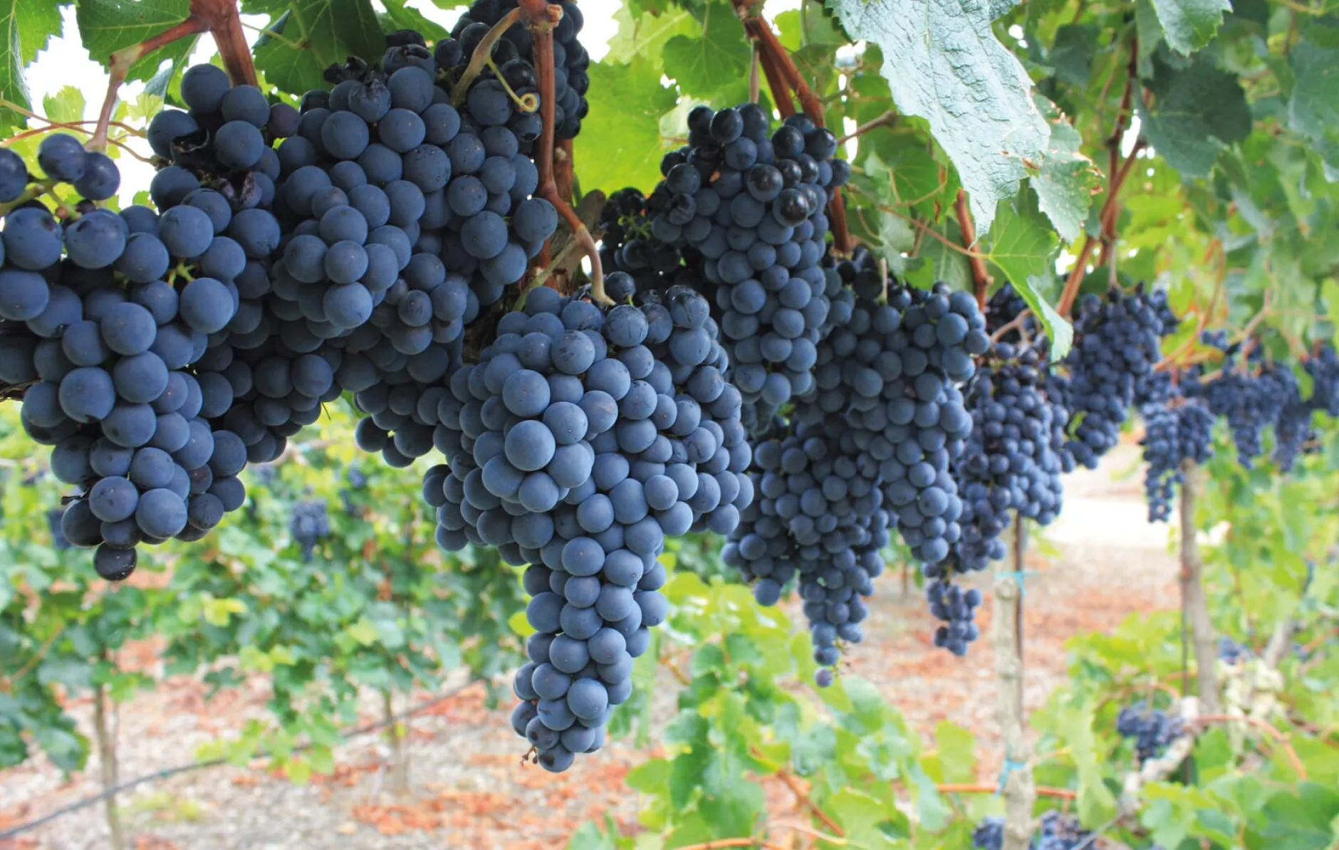 Parigot & Richard Crémant de Bourgogne Rosé, Parigot & Richard Best