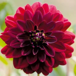 Dahlien-Schwieters Dahlie Arabian Night