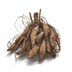 Dahlien-Schwieters Dahlie Arabian Night