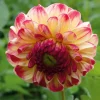 Manufactum Dahlie 'Kaiser Wilhelm' Online