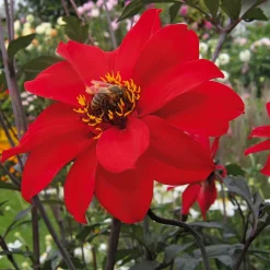 Dahlien-Schwieters Dahlienmischung Bienenweide Beet Sale