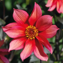 Dahlien-Schwieters Dahlienmischung Bienenweide Beet Sale