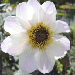 Dahlien-Schwieters Dahlienmischung Bienenweide Beet Sale