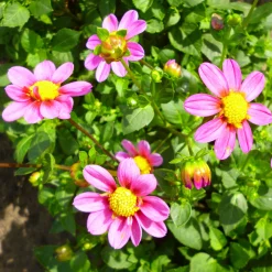 Dahlien-Schwieters Dahlienmischung Bienenweide Hot