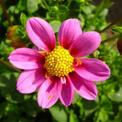 Dahlien-Schwieters Dahlienmischung Bienenweide Hot