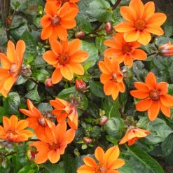 Dahlien-Schwieters Dahlienmischung Bienenweide Hot