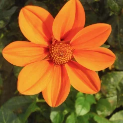 Dahlien-Schwieters Dahlienmischung Bienenweide Hot