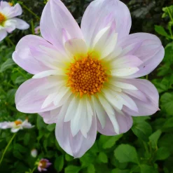 Dahlien-Schwieters Dahlienmischung Bienenweide Hot