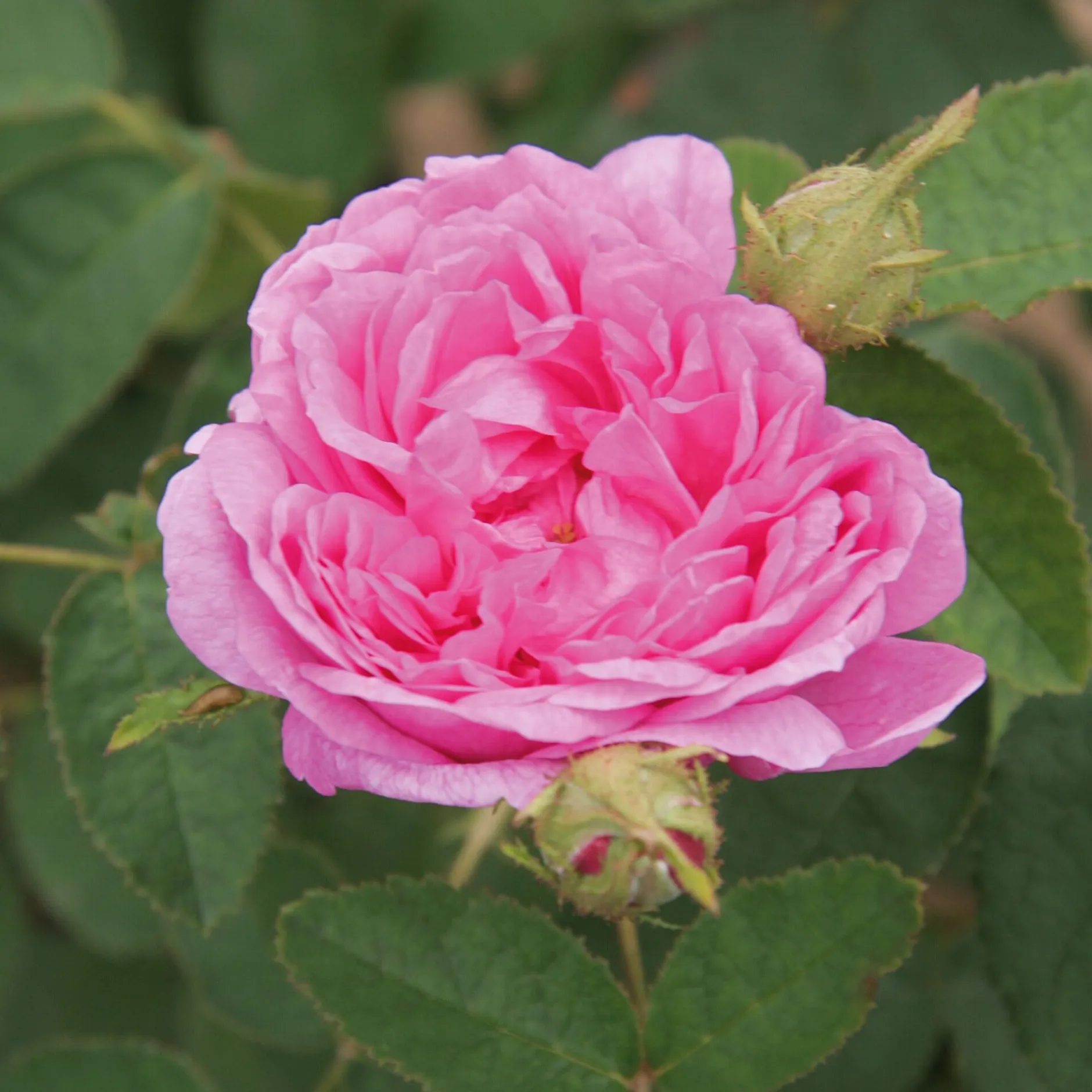 Rosenhof Schultheis Damaszenerrose 'Miranda' Clearance