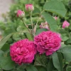 Rosenhof Schultheis Damaszenerrose 'Rose de Resht' Clearance