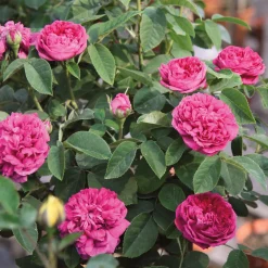 Rosenhof Schultheis Damaszenerrose 'Rose de Resht' Clearance