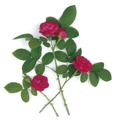 Rosenhof Schultheis Damaszenerrose 'Rose de Resht' Clearance