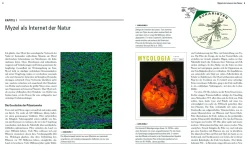 AT Verlag Das grosse Netz