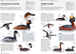 Kosmos Verlag Das NABU-Vogelbuch Hot