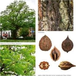 AT Verlag Die Walnuss Outlet