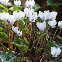 Nijssen Tuin & Bulbs Efeublättriges Herbst-Alpenveilchen Album Discount