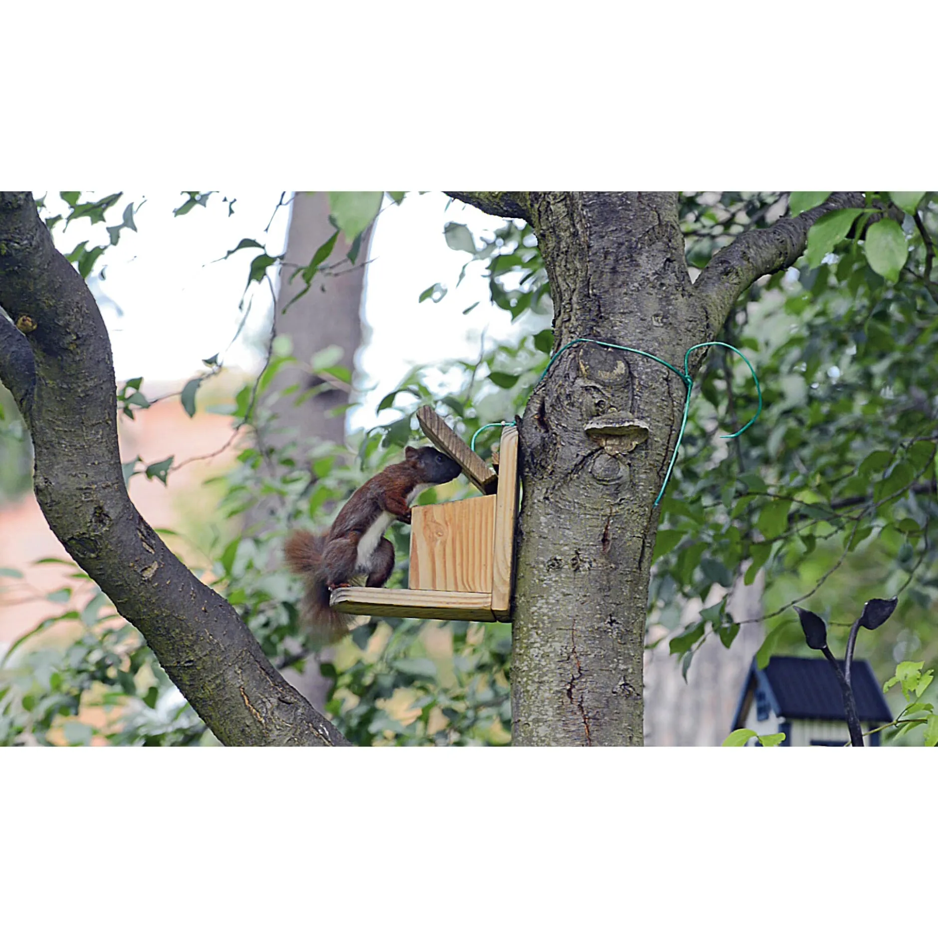 The Wildlife Family EU Limited Eichhörnchen-Futterstation Best