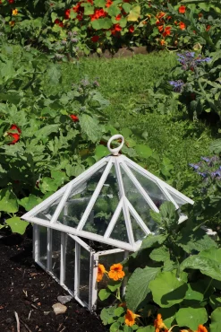 Claverton Cloches Englische Frühbeetglocke Hot