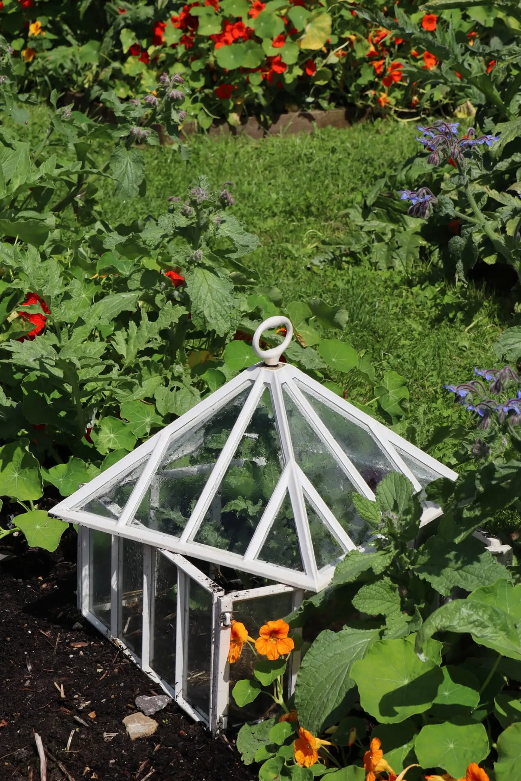 Claverton Cloches Englische Frühbeetglocke Hot