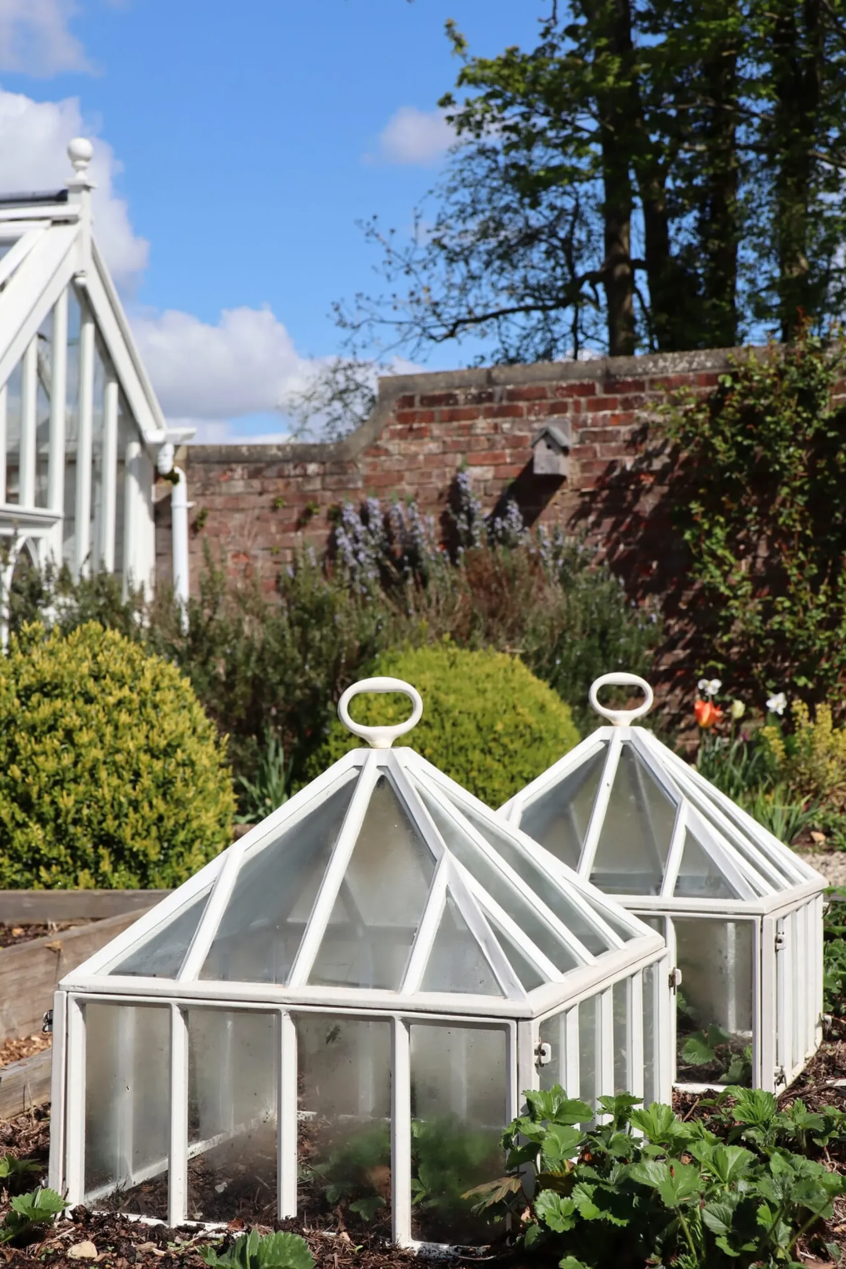 Claverton Cloches Englische Frühbeetglocke Hot