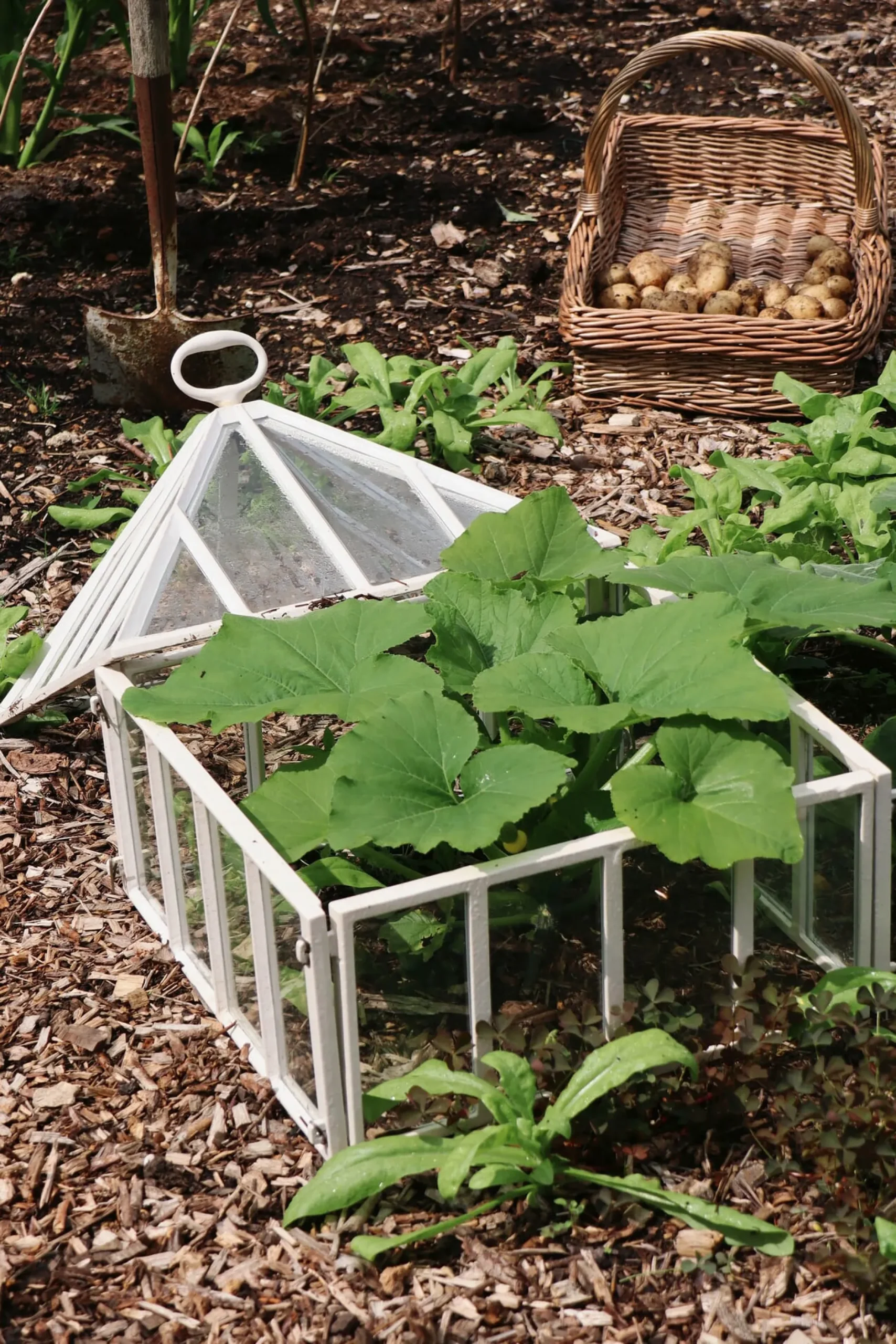 Claverton Cloches Englische Frühbeetglocke Hot