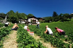 Karl Telfser Erdbeer-Fruchtaufstrich aus Südtirol Best