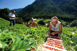 Karl Telfser Erdbeer-Fruchtaufstrich aus Südtirol Best