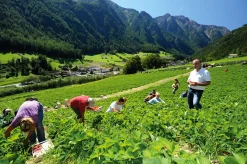 Karl Telfser Erdbeer-Fruchtaufstrich aus Südtirol Best