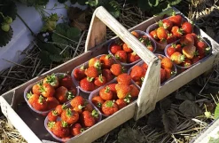 Karl Telfser Erdbeer-Fruchtaufstrich aus Südtirol Best
