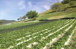Karl Telfser Erdbeer-Fruchtaufstrich aus Südtirol Best