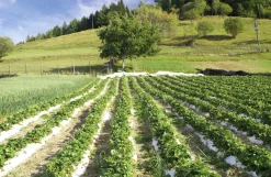 Karl Telfser Erdbeer-Fruchtaufstrich aus Südtirol Best