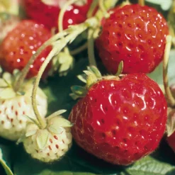 Martin Müller Baumschulen Erdbeer-Probierpaket No. 1 Clearance