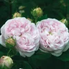 Rosenhof Schultheis Gallische Rose 'Duchesse de Montebello' Online