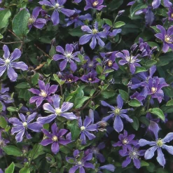 Martin Müller Baumschulen Ganzblättrige Waldrebe 'Arabella' Discount