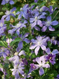 Martin Müller Baumschulen Ganzblättrige Waldrebe 'Arabella' Discount