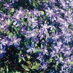 Martin Müller Baumschulen Ganzblättrige Waldrebe 'Arabella' Discount