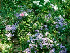 Martin Müller Baumschulen Ganzblättrige Waldrebe 'Arabella' Discount