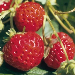 Martin Müller Baumschulen Gartenerdbeere 'Mieze Schindler'