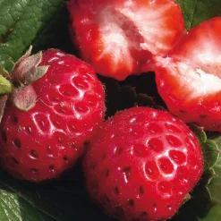 Martin Müller Baumschulen Gartenerdbeere 'Mieze Schindler'