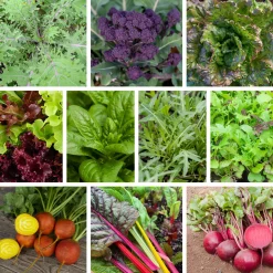 Bio-Jungpflanzen Wunderlich Gemüsejungpflanzen für das Hochbeet Set 1 und 2 Hot